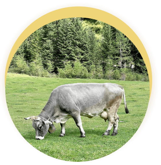cow